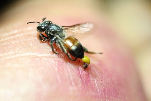 Sơ cứu khi bị ong đốt là việc cần thiết